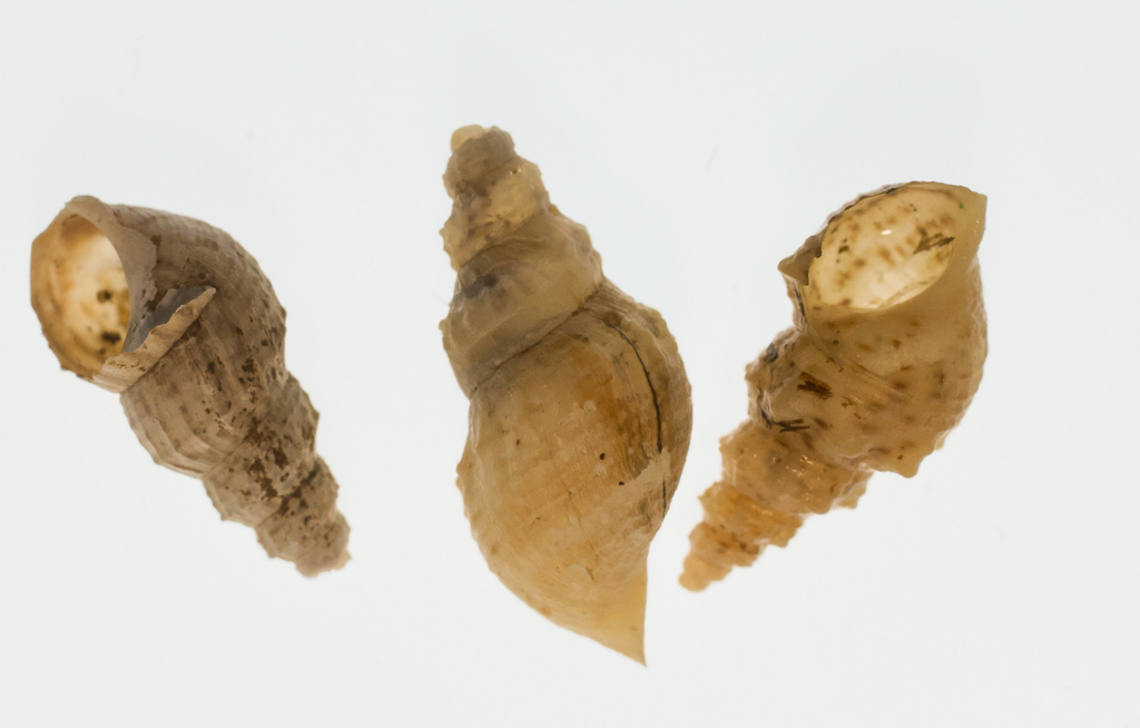 Balonne Marsh Snail