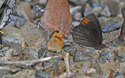 Rusty Crescent