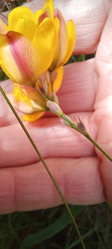 Image of Ixia sarmentosa by (c) Adele SL, some rights reserved (CC BY)