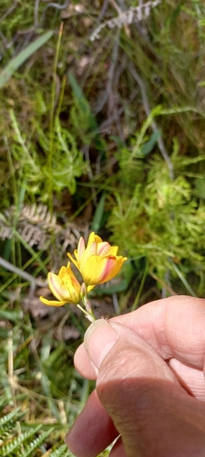 Image of Ixia sarmentosa by (c) Adele SL, some rights reserved (CC BY)