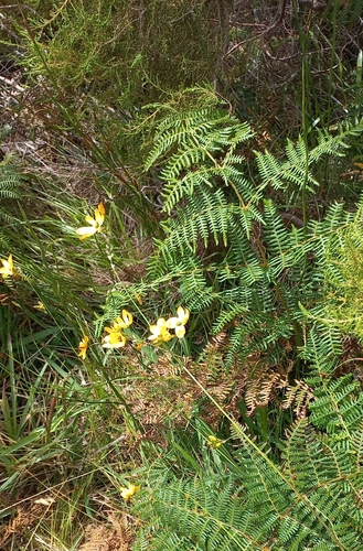 Image of Ixia sarmentosa by (c) Adele SL, some rights reserved (CC BY)