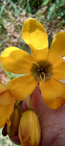 Image of Ixia sarmentosa by (c) Adele SL, some rights reserved (CC BY)
