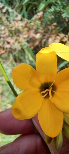 Image of Ixia sarmentosa by (c) Adele SL, some rights reserved (CC BY)