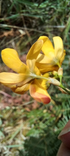 Image of Ixia sarmentosa by (c) Adele SL, some rights reserved (CC BY)