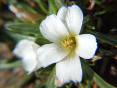 Calandrinia acaulis