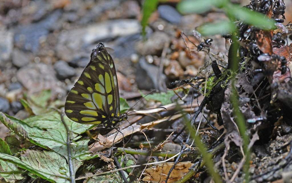 Dismorphia lygdamis