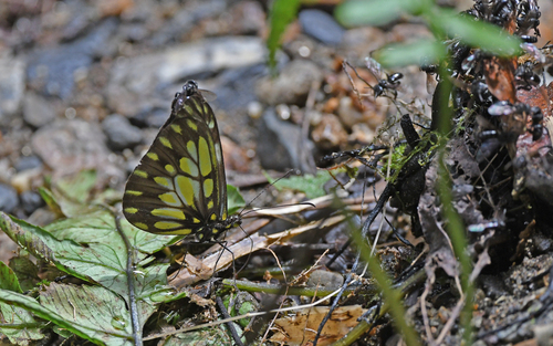 Dismorphia lygdamis