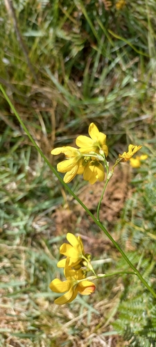 Image of Ixia sarmentosa by (c) Adele SL, some rights reserved (CC BY)