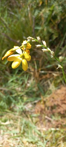 Image of Ixia sarmentosa by (c) Adele SL, some rights reserved (CC BY)