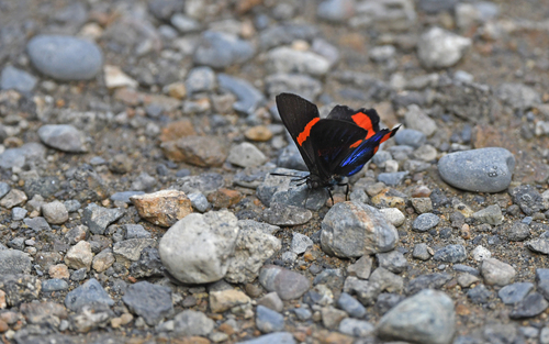 Ancyluris mira