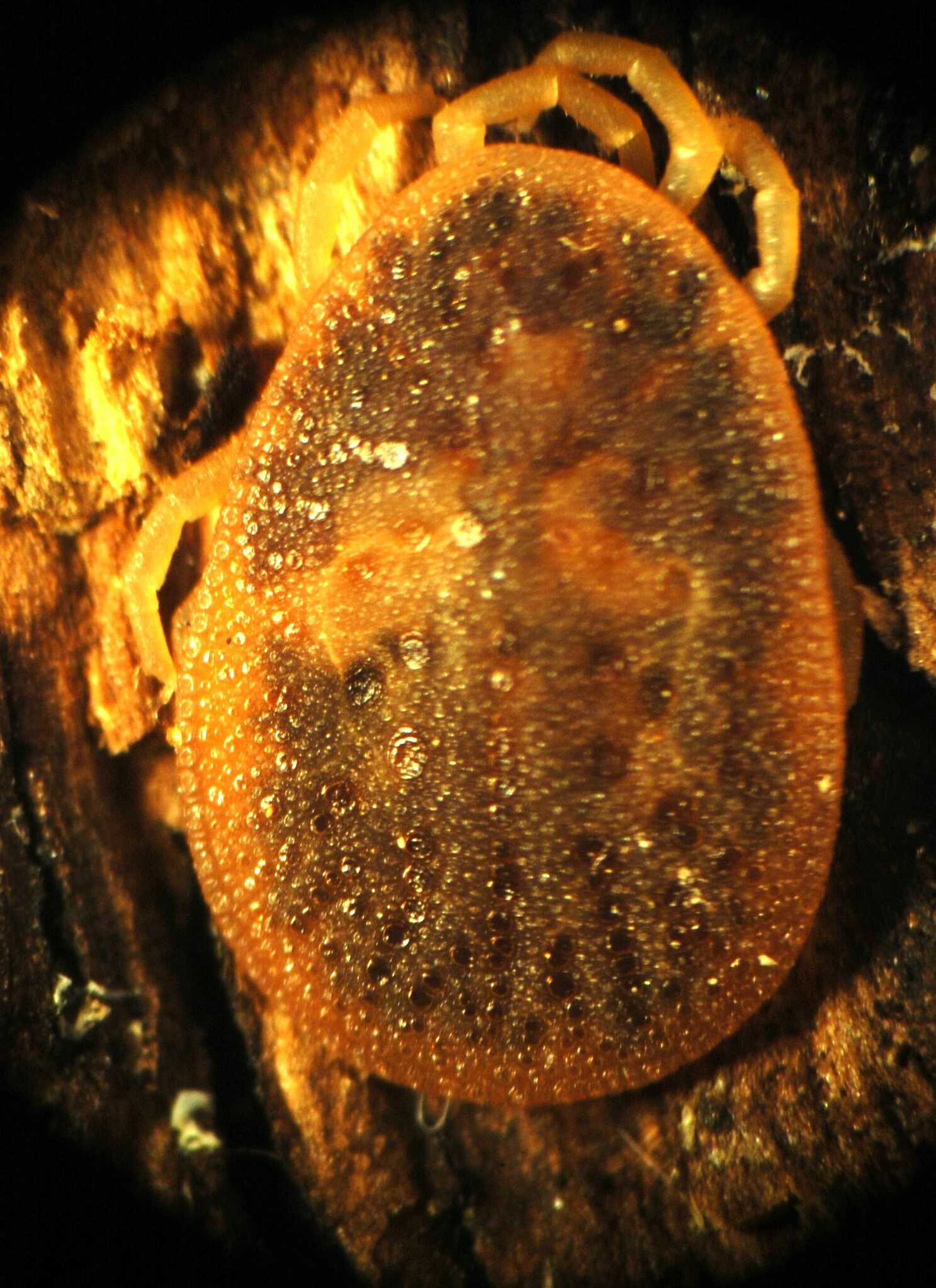 Argas reflexus Fabricius, 1794
