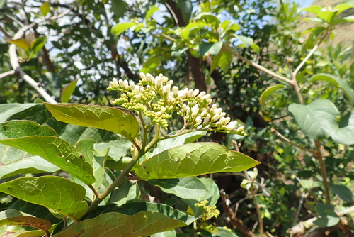 Ehretia cymosa observed 2023-10-18
