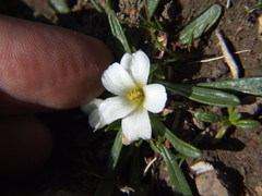 Calandrinia acaulis