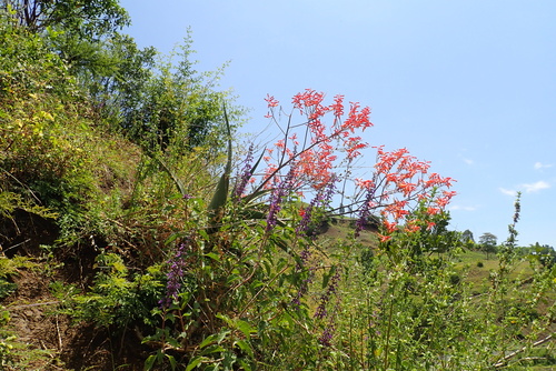 Aloe gilbertii ssp. megalacanthoides