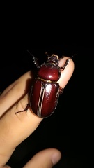 Coleoptera