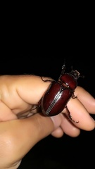 Coleoptera
