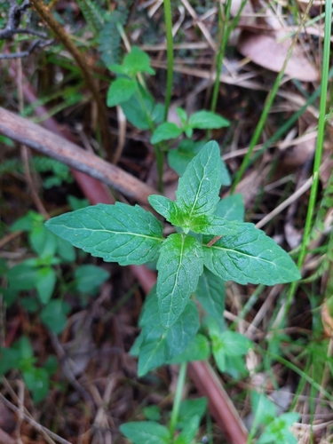 forest mint (Mentha laxiflora)