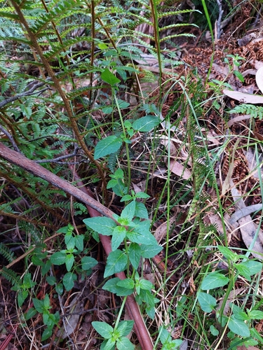 Image of Mentha laxiflora by (c) Nina Kerr, some rights reserved (CC BY)