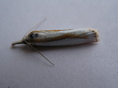 Crambus girardellus