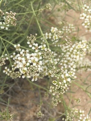 Lepidium fremontii