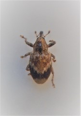 Aneuma compta