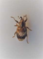 Aneuma compta