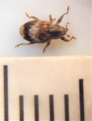 Aneuma compta