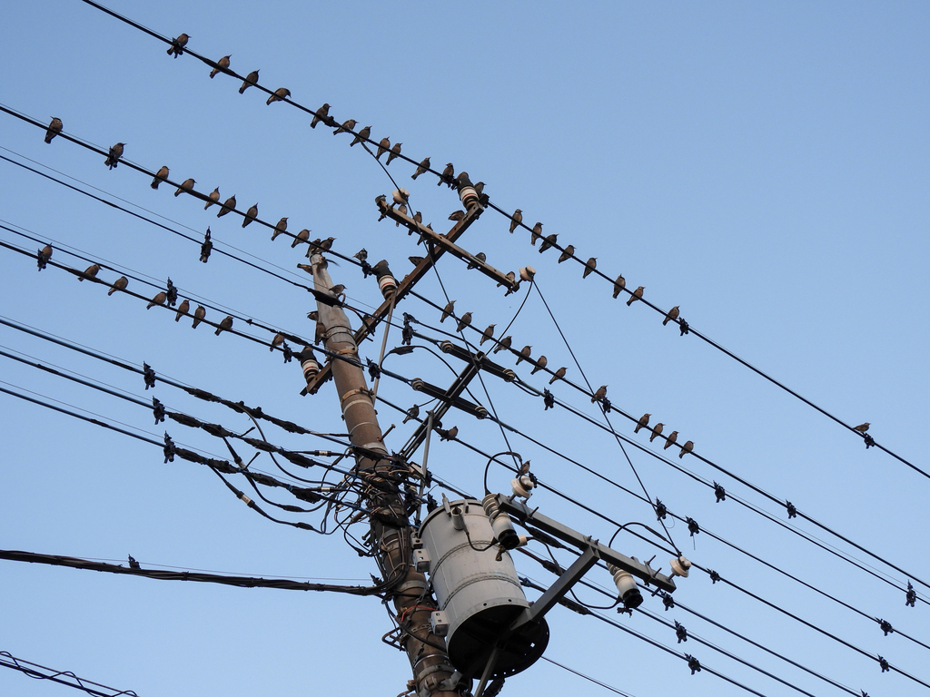 White-cheeked Starling From Shinkawa, Mitaka, Tokyo 181-0004, Japan On 