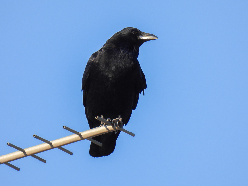 Eastern Carrion Crow from Kamisoshigaya, Setagaya City, Tokyo 157-0065 ...