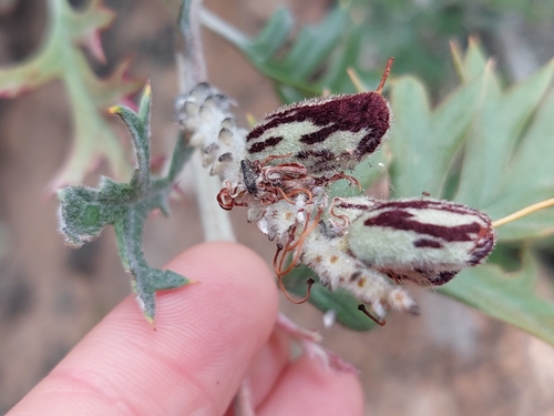 Omeo Grevillea (Grevillea willisii)