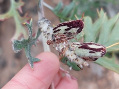 Grevillea willisii