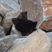 Erebia lefebvrei - Photo (c) Y. Kawabe, algunos derechos reservados (CC BY-NC), subido por Y. Kawabe