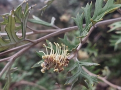 Grevillea willisii, photograph Nina Kerr, CC BY, iNaturalist via GBIF