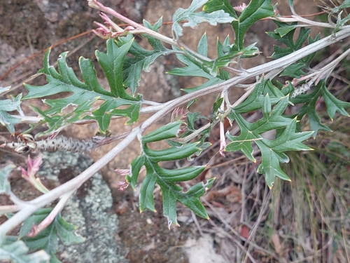 Image of Grevillea willisii by (c) Nina Kerr, some rights reserved (CC BY)