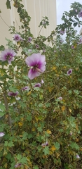 Malva subovata