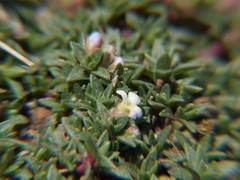 Junellia minima