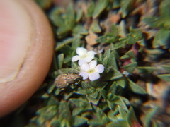 Junellia minima