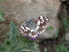 Melanargia larissa