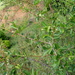 Gymnosporia arbutifolia - Photo (c) Odile Weber,  זכויות יוצרים חלקיות (CC BY-NC), הועלה על ידי Odile Weber
