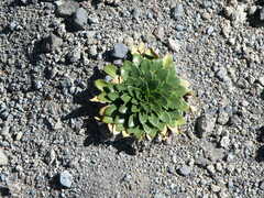 Draba jorullensis
