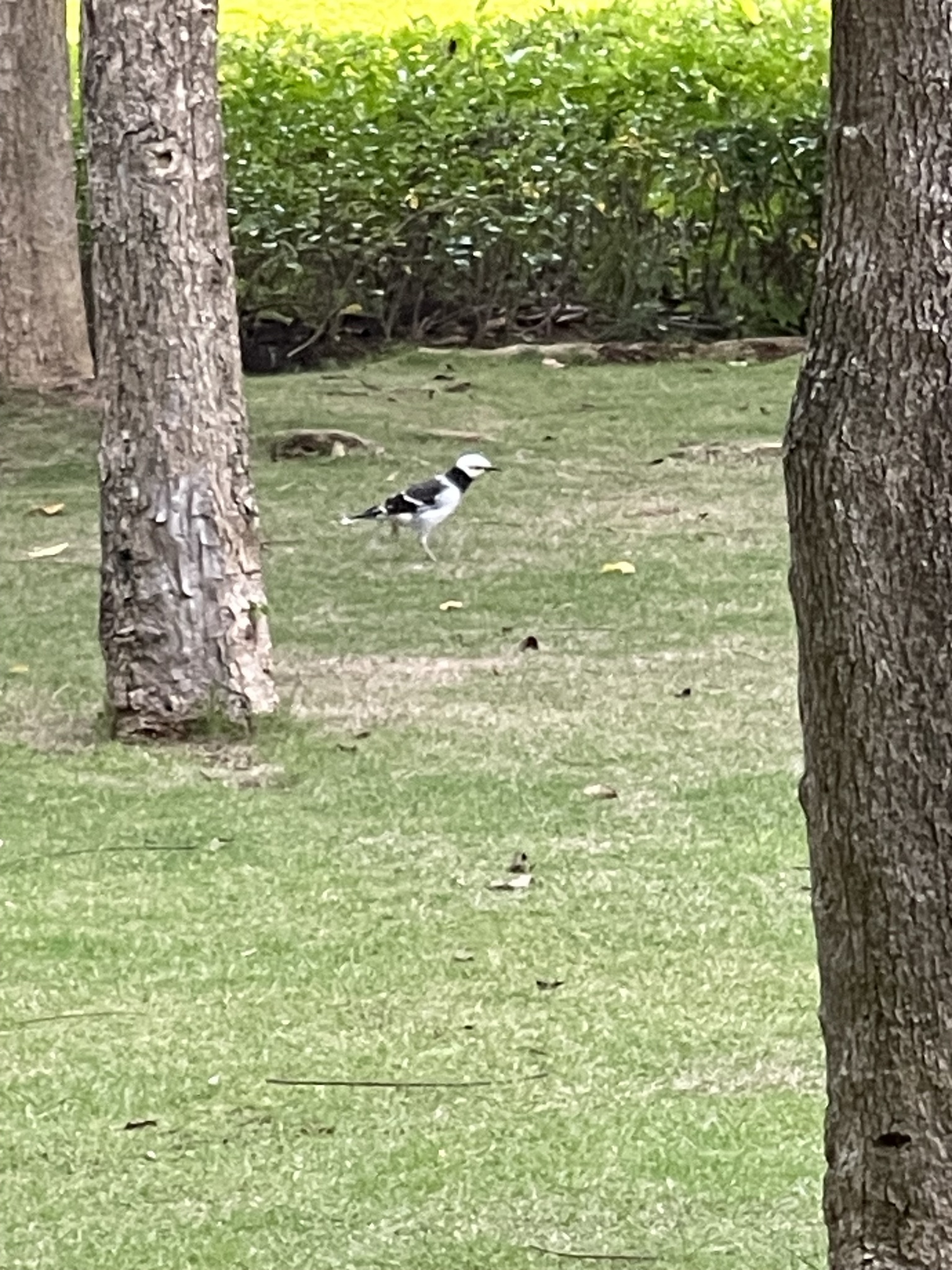 Black-collared Starling
