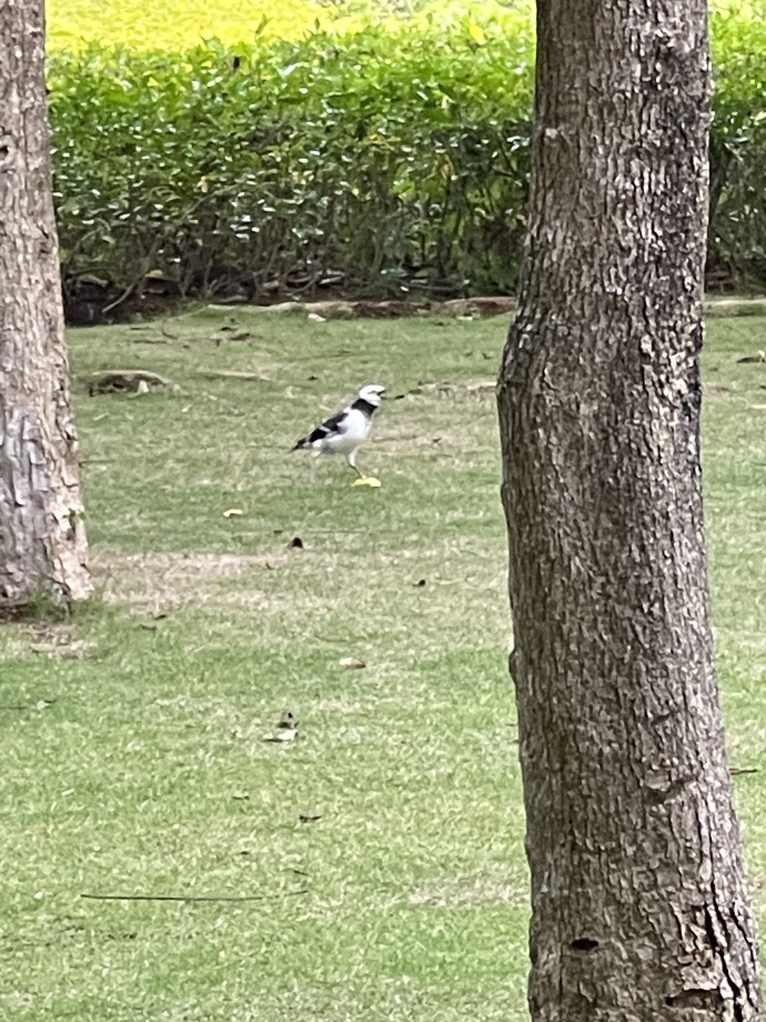 Black-collared Starling