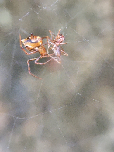 Achaearanea durgae