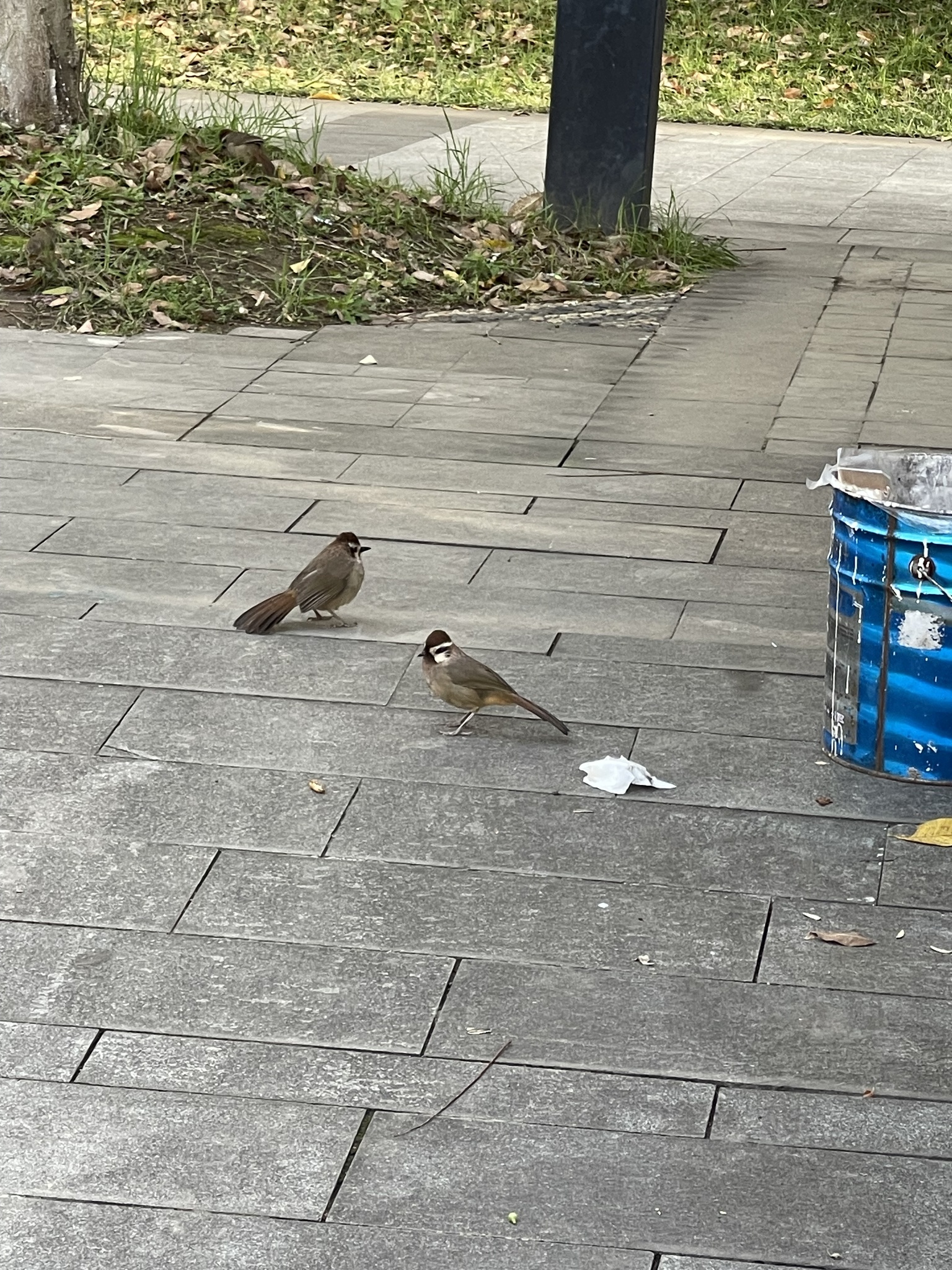 White-browed Laughingthrush