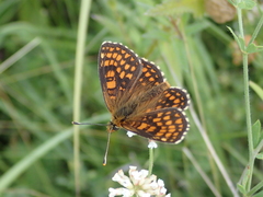 Melitaea aurelia