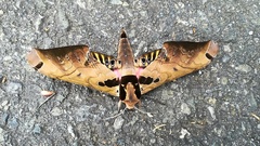 Adhemarius sexoculata