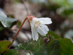 Shortia galacifolia