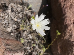 Rafinesquia californica