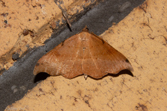 Sarisa muriferata
