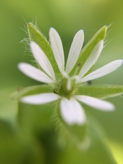 Stellaria littoralis